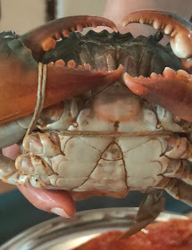 Live Catch Crab